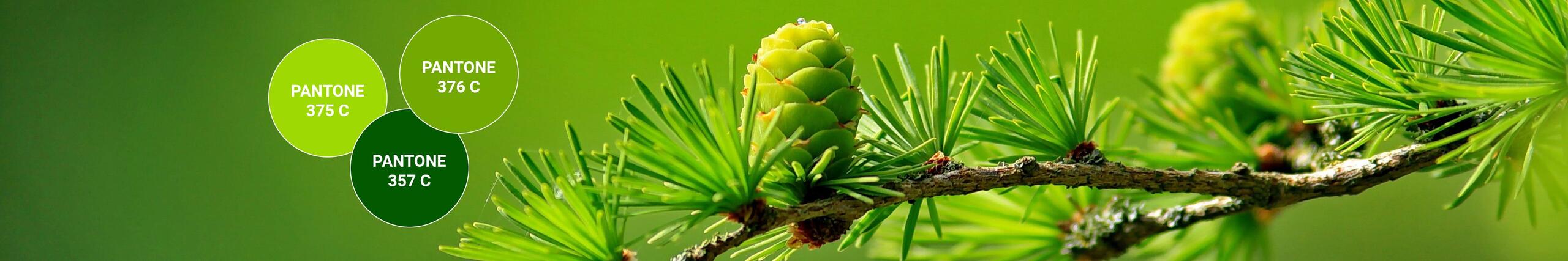 Grün: Gesundheit, Ruhe, Wohlstand & Frieden