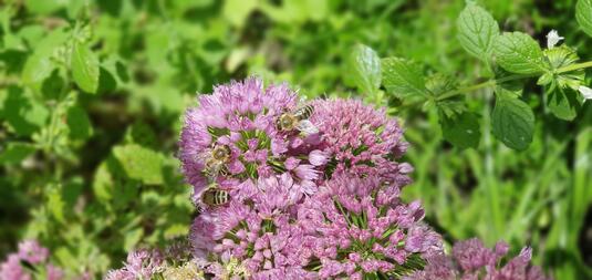 blühende Oase bei Lerche: