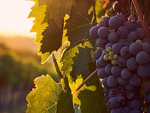 Wine Degustation in der Wuiderer Lounge