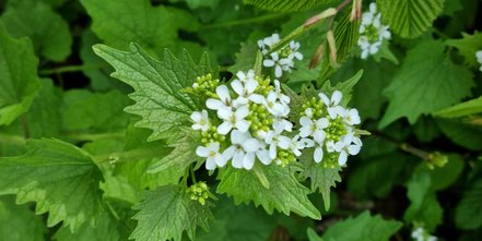  Garten von Lerche: in Königsdorf
