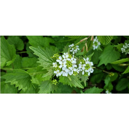  Garten von Lerche: in Königsdorf