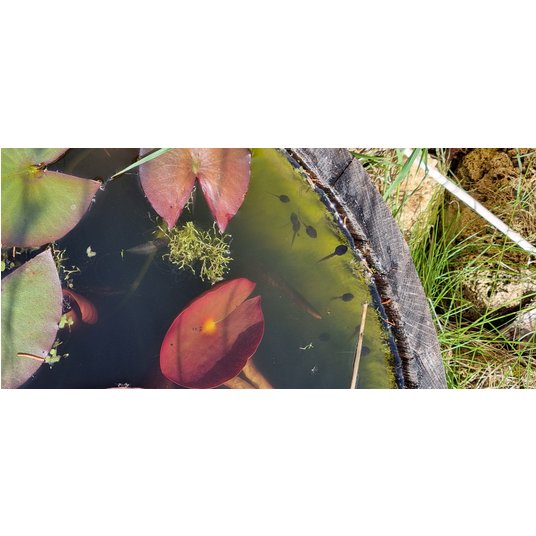 Kaulquappen im Wasser 