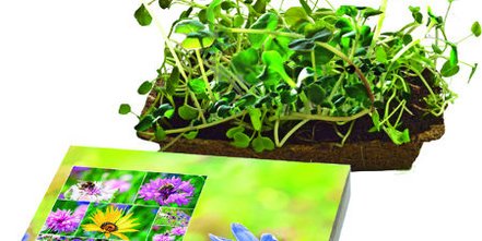 Grüße zum Sommer: Blumige Give-Aways und sommerliche Mailing-Artikel