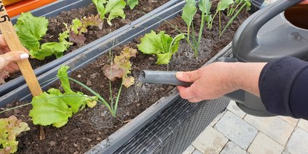 Gießen der eingepflanzten Salate 