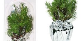 Weihnachtsbäumchen Junior bedruckt mit Ihrem Logo auf der Verpackung