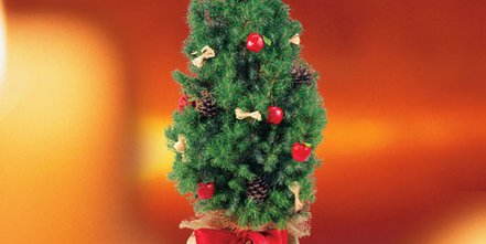 Echte Zuckerhutfichte als Überreichbäumchen