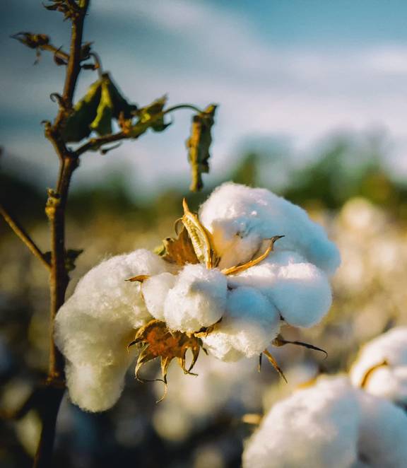 Baumwolle auf dem Feld