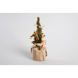 Geschenke für Weihnachten: echte Zuckerhuftfichte bedruckt als Sonderanfertigung für TOXDÜBELTECHNIK