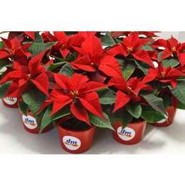 Weihnachtsstern mit bedrucktem Übertopf für Radio Arabella zur Neueröffnung von DM-Filiale