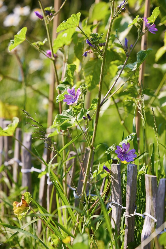 So setzt die Lerche: GmbH ihre Verantwortung für Natur & Umwelt in der Werbemittelbranche um
